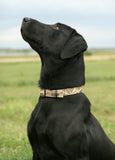 Avery Sporting Dog Standard Collar