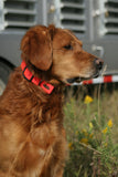 Avery Sporting Dog Standard Collar