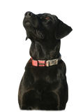 Avery Sporting Dog Reversible Collar