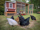 OverEZ Medium Chicken Coop - 10 Birds