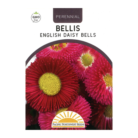 Pacific Northwest Seeds - Bellis - English Daisy Bells