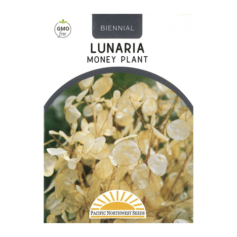 Pacific Northwest Seeds - Lunaria - Money Plant