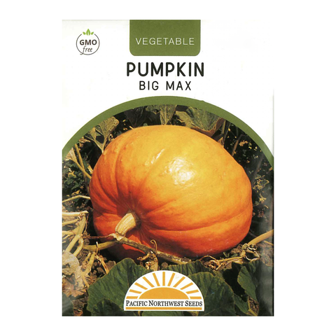 Pacific Northwest Seeds - Pumpkin - Big Max