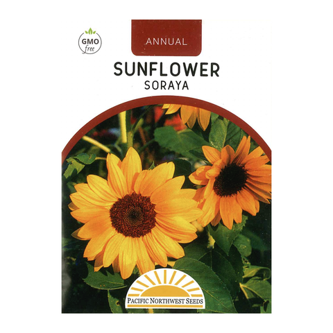 Pacific Northwest Seeds - Sunflower - Soraya