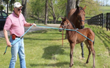 EZ Animal Products Buck-A-Long Training Rope